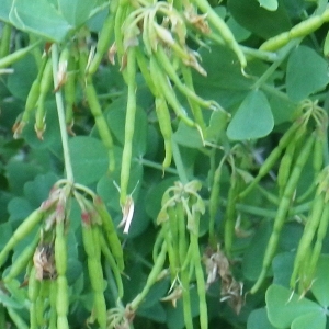 Photographie n°2174429 du taxon Coronilla glauca L. [1755]