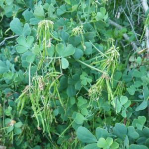 Photographie n°2174430 du taxon Coronilla glauca L. [1755]