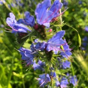 Photographie n°2174434 du taxon Echium vulgare L. [1753]