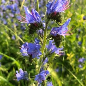 Photographie n°2174435 du taxon Echium vulgare L. [1753]