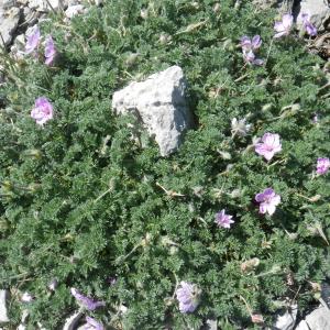 Photographie n°2174436 du taxon Erodium foetidum (L.) L'Hér. [1802]