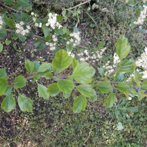 Photographie n°2174468 du taxon Crataegus laevigata (Poir.) DC. [1825]