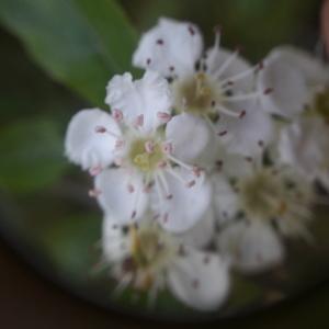 Photographie n°2174469 du taxon Crataegus laevigata (Poir.) DC. [1825]