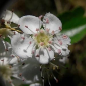 Photographie n°2174470 du taxon Crataegus laevigata (Poir.) DC. [1825]