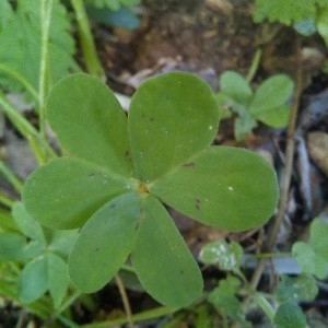 Photographie n°2174501 du taxon Oxalis pes-caprae L. [1753]