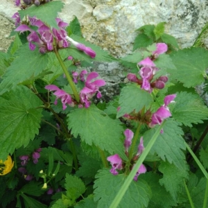 Photographie n°2174560 du taxon Lamium maculatum (L.) L. [1763]