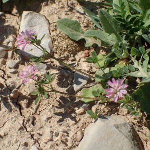 Photographie n°2174628 du taxon Trifolium resupinatum L. [1753]