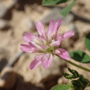 Photographie n°2174629 du taxon Trifolium resupinatum L. [1753]