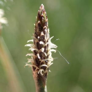 Photographie n°2174630 du taxon Eleocharis palustris (L.) Roem. & Schult. [1817]