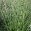  Liliane Roubaudi - Equisetum palustre L. [1753]