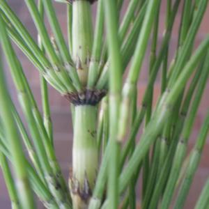 Photographie n°2174699 du taxon Equisetum palustre L. [1753]