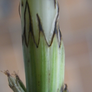 Photographie n°2174711 du taxon Equisetum palustre L. [1753]