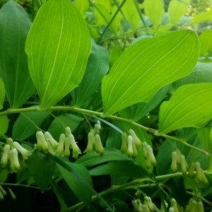 Photographie n°2174774 du taxon Polygonatum multiflorum (L.) All. [1785]