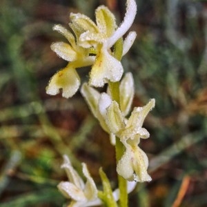 - Orchis pauciflora Ten. [1815]