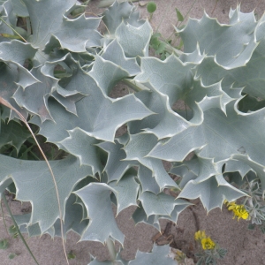 Photographie n°2174784 du taxon Eryngium maritimum L. [1753]