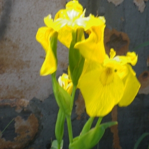 Photographie n°2174795 du taxon Iris pseudacorus L. [1753]