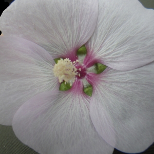 Photographie n°2174829 du taxon Malva subovata (DC.) Molero & J.M.Monts.