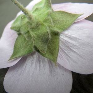 Photographie n°2174833 du taxon Malva subovata (DC.) Molero & J.M.Monts.