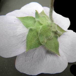 Photographie n°2174834 du taxon Malva subovata (DC.) Molero & J.M.Monts.