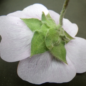 Photographie n°2174835 du taxon Malva subovata (DC.) Molero & J.M.Monts.