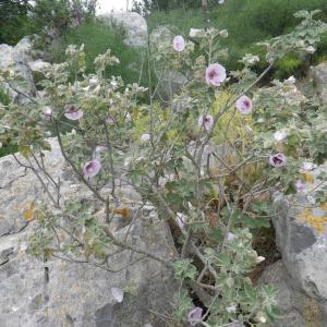 Photographie n°2174840 du taxon Malva subovata (DC.) Molero & J.M.Monts.