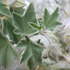 Lavatera rotundifolia Lam. (Lavatère d'Espagne)