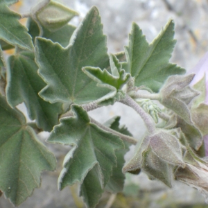 Malva subovata (DC.) Molero & J.M.Monts. (Lavatère d'Espagne)