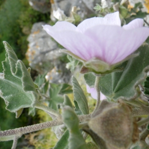 Photographie n°2174849 du taxon Malva subovata (DC.) Molero & J.M.Monts.