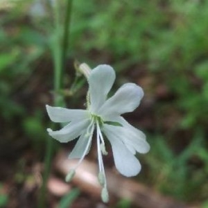 Photographie n°2174872 du taxon Silene italica (L.) Pers. [1805]