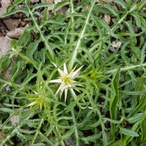 Photographie n°2174886 du taxon Centaurea calcitrapa L. [1753]