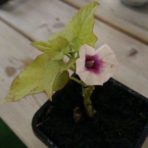 Photographie n°2174904 du taxon Ipomoea batatas (L.) Lam. [1792]