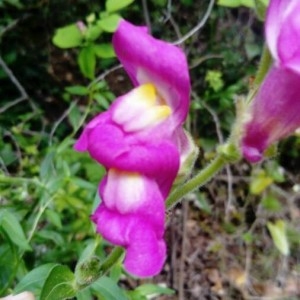 Photographie n°2174907 du taxon Antirrhinum majus L. [1753]