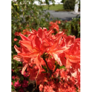 Rhododendron calendulaceum (Michx.) Torr.