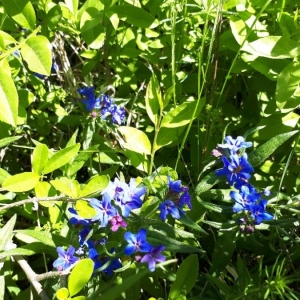 Photographie n°2174944 du taxon Buglossoides purpurocaerulea (L.) I.M.Johnst. [1954]