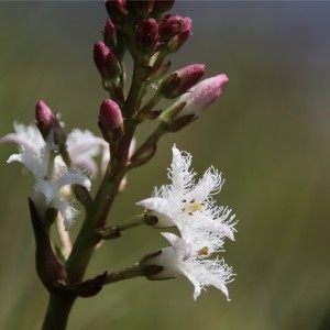 Photographie n°2174950 du taxon Menyanthes trifoliata L. [1753]