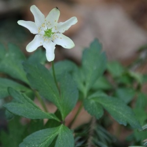 Photographie n°2174954 du taxon Anemone nemorosa L. [1753]