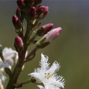 Photographie n°2174955 du taxon Menyanthes trifoliata L. [1753]