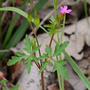 Photographie n°2174980 du taxon Geranium purpureum Vill. [1786]