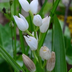 Photographie n°2174981 du taxon Cephalanthera longifolia (L.) Fritsch [1888]