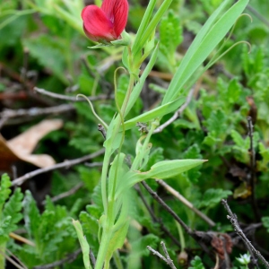 Photographie n°2174984 du taxon Lathyrus cicera L. [1753]