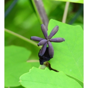 Akebia quinata (Thunb. ex Houtt.) Decne. (Akébia)