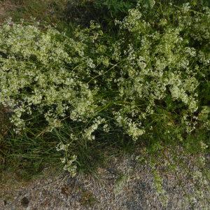 Photographie n°2174995 du taxon Galium mollugo L. [1753]