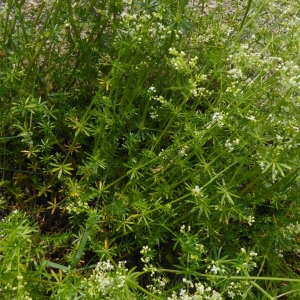 Photographie n°2174996 du taxon Galium mollugo L. [1753]