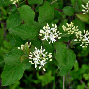 Photographie n°2175010 du taxon Cornus sanguinea L. [1753]