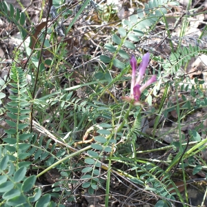 Photographie n°2175059 du taxon Astragalus monspessulanus subsp. monspessulanus