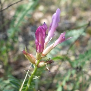 Photographie n°2175060 du taxon Astragalus monspessulanus subsp. monspessulanus