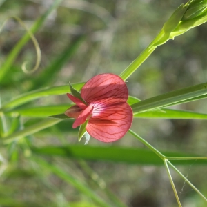 Photographie n°2175075 du taxon Lathyrus cicera L. [1753]