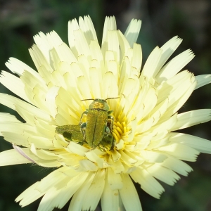 Photographie n°2175109 du taxon Urospermum dalechampii (L.) Scop. ex F.W.Schmidt [1795]