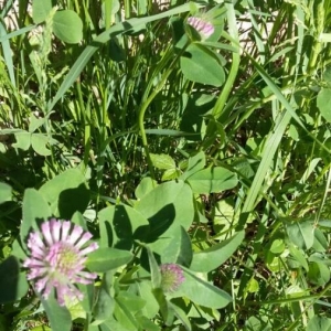 Photographie n°2175116 du taxon Trifolium pratense L. [1753]