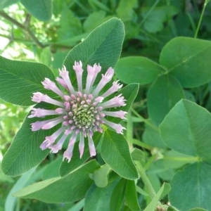 Photographie n°2175117 du taxon Trifolium pratense L. [1753]